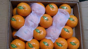 Fresh Kino Mandarins Citrus Fruit , Kinno Kino Mandarin Fresh Oranges Kinnow price , Mandarin Sargodha kinow exporter price
