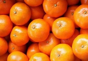 Fresh Mandarins for Sell