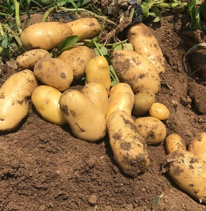fresh potatoes price per ton