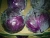 Import fresh red cabbage from Egypt