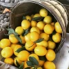 Fresh Seedless Lemons and Fresh Whole Limes Quality 100%