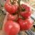 Import Fresh Tomato , Cherry Green Tomato , Fresh crop for sale ready to export from Brazil
