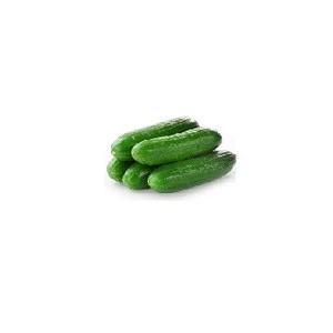 Fresh Vegetables Green Cucumber for sale