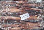 Frozen Argentina illex squid