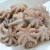 Import Frozen Baby Octopus from China