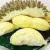 Import Frozen Durian (Monthong Type) whole piece from Thailand
