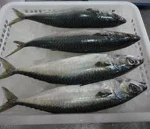 Frozen Fish Pacific Mackerele Seafood
