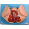GD/A15113 Female Perineum Anatomical Simulator(Pudendal Medical Model, Anatomyical Model)