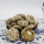 Import Good quality cultivated oven hot air dried dry camellia mushroom from China