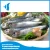 Import Grade A Sardine Frozen genus Sardinops for Bluefin Tuna fish bait from China
