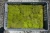 Import High-grade garden greenhouse moss for sale made in Japan from Japan
