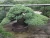 Import High quality and Professional home & garden japanese BONSAI with Eco-friendly made in Japan from Japan