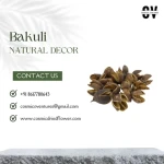 High Quality Dry Natural Raw Plant Material Bakuli Pod for Party Decoration Potpourri Dry Flower Botanicals