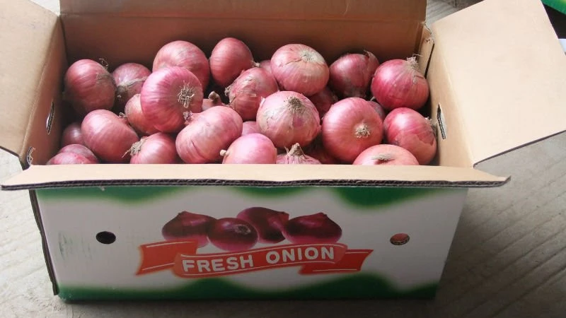 High quality fresh red market onion for sale price from Chinese factory