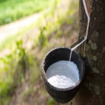 High Quality Rubber Latex Natural 100% Eco Friendly | Raw Material | Best Price for Buy in Bulk