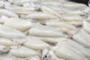 High quality west african frozen cuttlefish with reliable prices