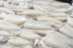 High quality west african frozen cuttlefish with reliable prices