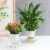 Import High-transparent basin hydroponic green plant indoor green planting flower potted office desktop small potted plant from China