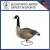 Import Hot Sale High Quality Plastic Canada Goose Decoys from China