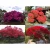 Import Hot Sell Tree Seeds Bonsai Real House Potted Plant With High Quality from Japan