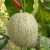 Import Hybrid F1 musk melon seeds for sale-Honey Nest from China