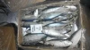 Indian Mackerel fish suppliers from Pakistan A & AH quality frozen Indian mackerel fish seafood exporters from Pakistan
