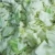 Import iqf frozen fresh chinese brands green cabbage for sale from China