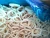 Import Japanese Squid Rings- todarodes pacificus-frozen rings from China