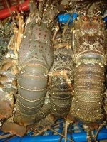 LIVE SPINY LOBSTERS