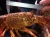Import Live Spiny Rock Lobster from Chile