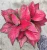 Import Low price wholesale beautiful Aglaonema beauty ornamental live plants real bonsai from China