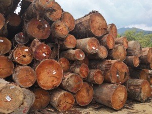 Malaysia Meranti Wood Sawn Timber