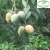 Import Mango seedling from China