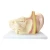 Import Medical education plastic ear model anatomical 3d human ear model 3 times enlarge model from China