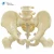 Import Medical human anatomy skeleton model nursing Training Manikin, cpr Manikin from China
