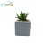 Import Mini succulent plants bonsai with pot for office decoration from China