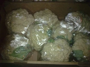 New crop Fresh Cauliflower for sale