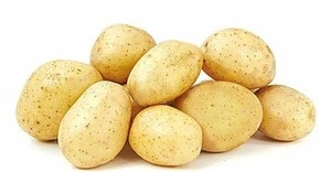 New harvest Fresh Potatoes/Fresh long shape new potato