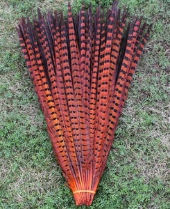 orange natural pheasant tail feathers 20-22 inch / 50-55 cm PM-667