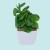 Import Ornamental plants bonsai artificial tree glass pot for plants from China