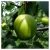 pears with thin skin and thick meat crisp sweet and juicy chinese green pear tonometer pear