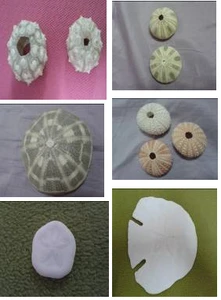 Philippine Denuded Sea Urchins and Sand Dollars