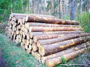 Pine Wood logs like tali, Wengue, Pine and Zingana from Cameroon, wood chips, pellets, planks, firewood