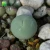 Import Plant farm direct sale garden succulents natural plants Living pebbles Conophytum calculus from China