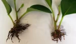 Plant Growth Regulator Indole-3-Butyric Acid (IBA) Rooting Hormone factory Indole-3-butyric acid