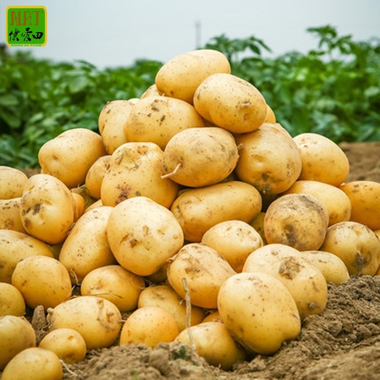 Potatoes fresh potato Chinese new crop export quality sweet potato fresh for wholesale
