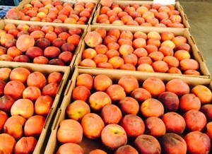 Premium Quality Fresh Peaches fruits  for Sale..