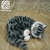 Import Printed Tiger Cat Poly Boa Faux Fur Fabric Hot Sale 4mm Shearling Artificial Wool Fake Fur 100% Polyester Boa Faux Fur from China