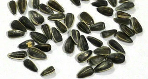 Professional supplier of new harvest healthy sunflower seeds for oil