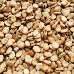 PURE 100%  Broad beans/ Fava beans